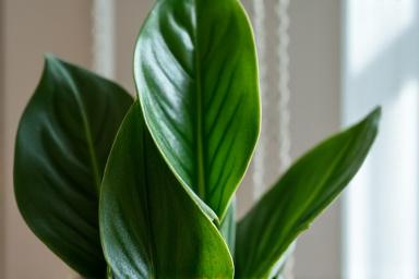 日陰に強い観葉植物のクローズアップ